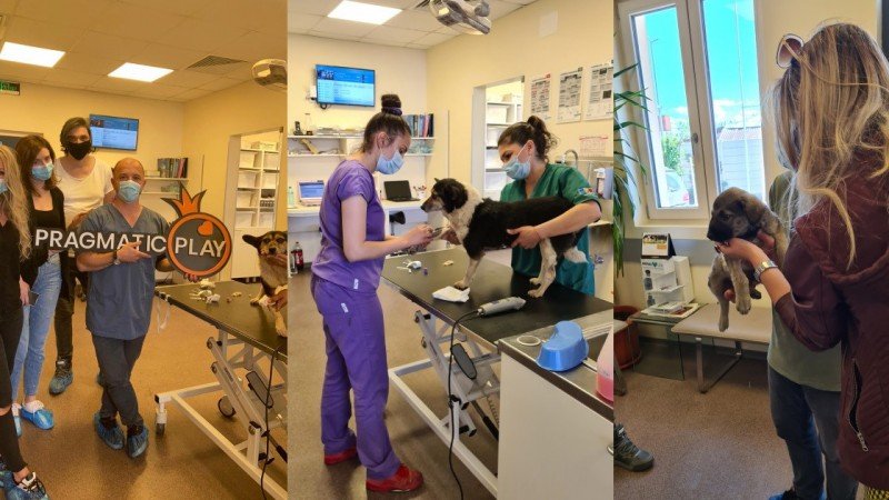 Pragmatic Play donó €7.700 a un hospital veterinario de Rumania